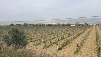 Üzüm bağlarına bahar erken geldi