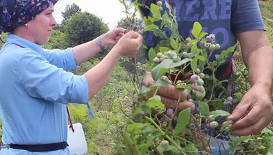 Halk arasında "mavi yemiş" olarak bilinen süper meyve, kilosu 300 TL! Altın gibi tartılarak satılıyor, 7 hastalığın şifası ondaymış