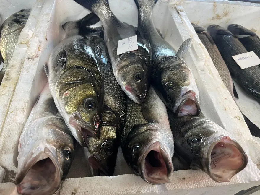 Gece avlanıyor, sabah alıcıyla buluşuyor: Fiyatı 2 bin TL'ye kadar çıkıyor 