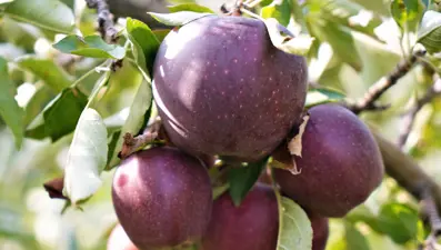 Elma hasadından 25 milyon lira gelir bekleniyor