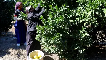 Hasat başladı, 2 yıl önceye göre verim düşük: Sabah erken saatte topluyorlar