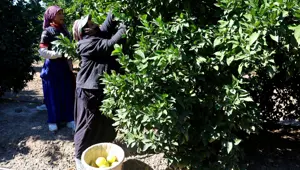 Hasat başladı, 2 yıl önceye göre verim düşük: Sabah erken saatte topluyorlar