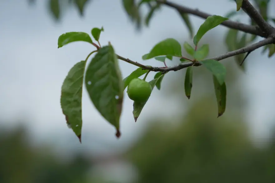 "BU MEVSİMDE DE ERİK YEMEDİK DEMEYİZ" 2 "BU MEVSİMDE DE ERİK YEMEDİK DEMEYİZ" 2