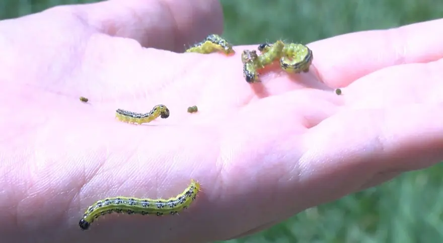 "TARLA BULAMADIKLARI İÇİN PARKLARA İNDİLER" 4