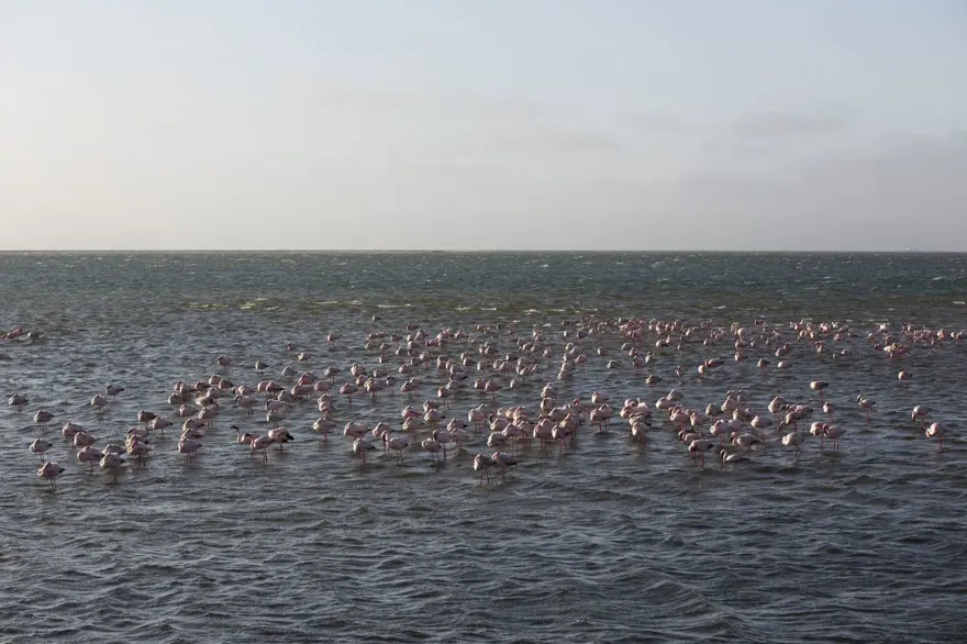 Afrika sahillerinde bir flamingo cenneti: Walvis Bay Lagünü 13