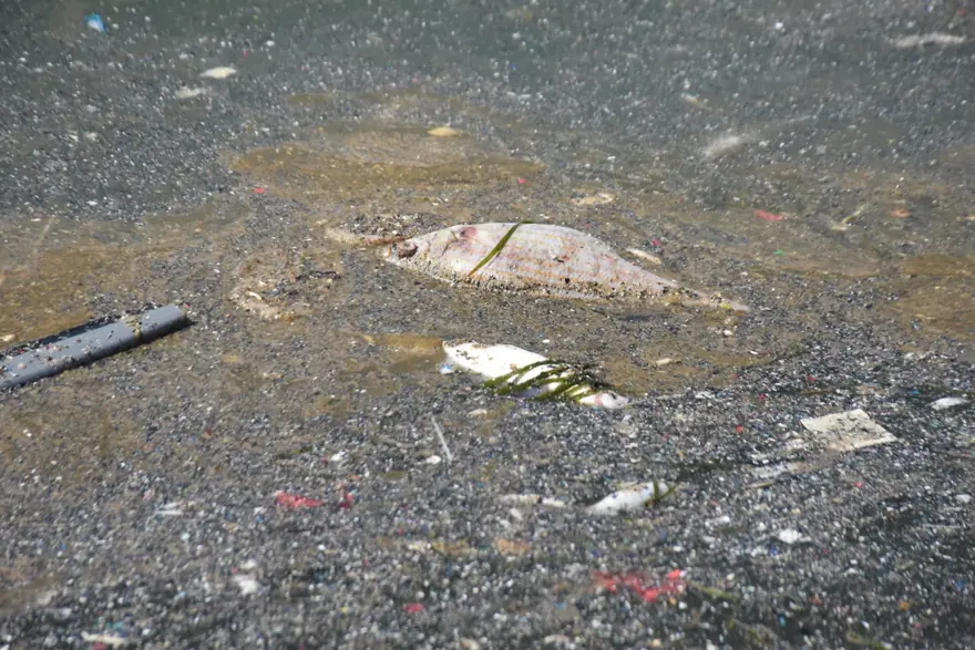 İzmir’de endişe yaratan görüntü: Yüzlerce ölü balık kıyıya vurdu 5