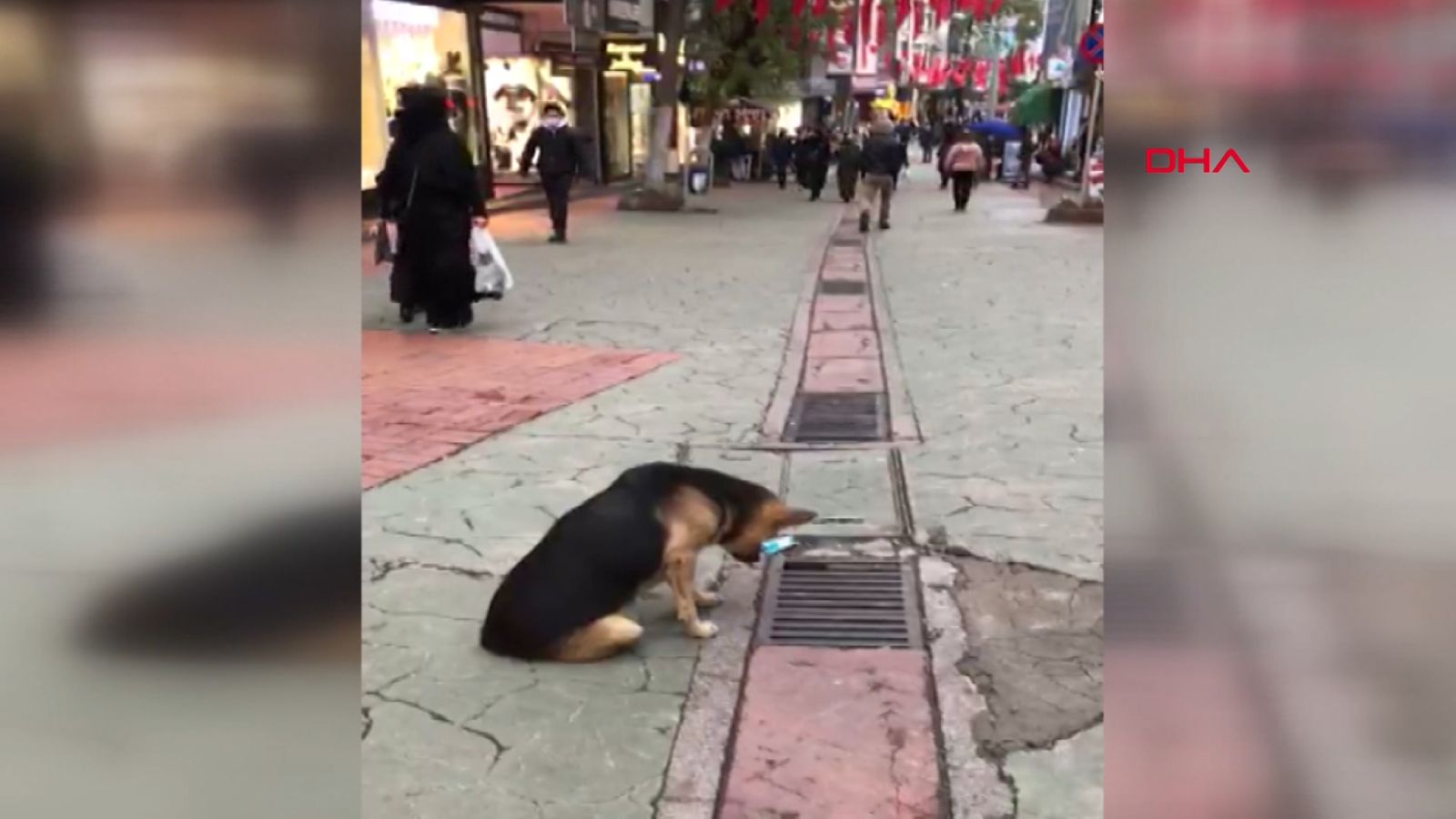 Mazgalı izleyen köpek merak konusu oldu