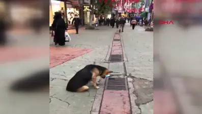 Mazgalı izleyen köpek merak konusu oldu