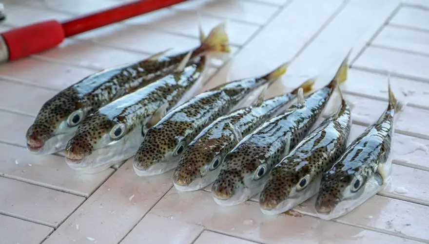 İnsanlık, tarihte ilk kez bir denizin değişimine tanıklık ediyor: Akdeniz tropikleşiyor 10