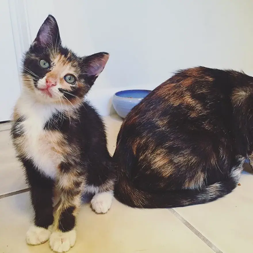 Hayatını kedileri kurtarmaya adadı 352