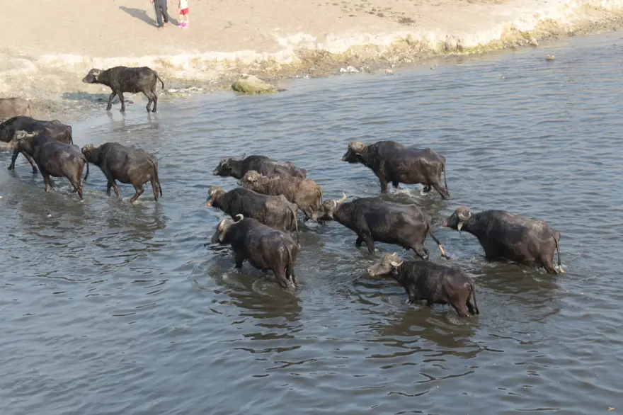 Afrika Serengeti Parkı değil Balıkesir Ovası 25