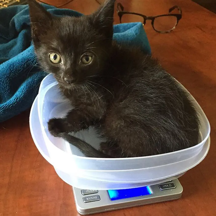 Hayatını kedileri kurtarmaya adadı 262