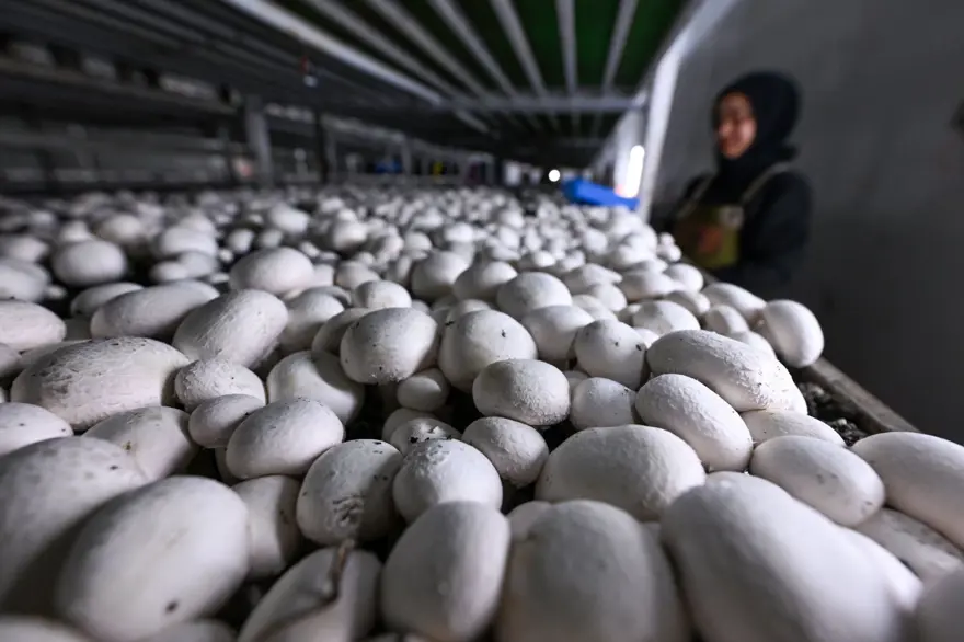 Sadece kadınlar çalışıyor: Günde 3 ton üretim ile 48 ilin ihtiyacını karşılıyorlar 2