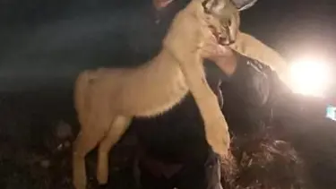 Karakulağı avına 611 bin lira ceza