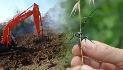 İtalya'dan İstanbul'a oradan Trabzon'a: 'Drakula' tehlikesi ile mücadele sürüyor