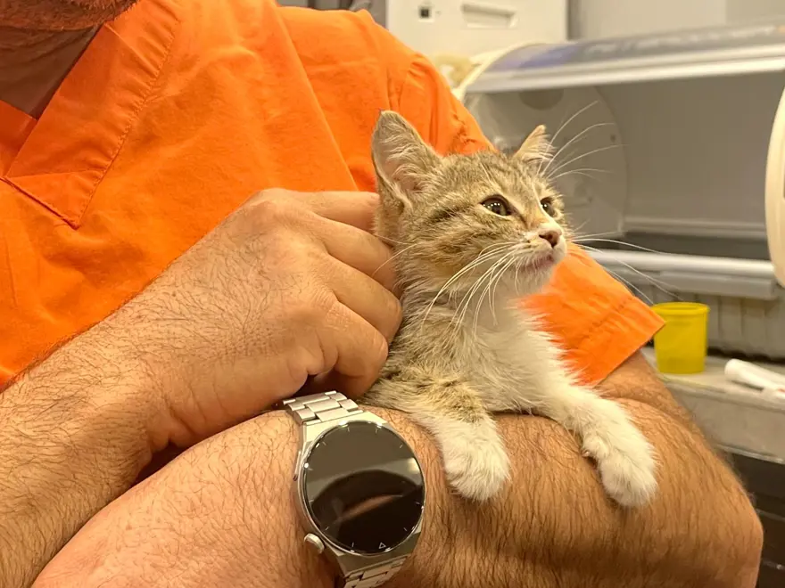 Bu kedi tavuk sesi çıkarıyor! 2