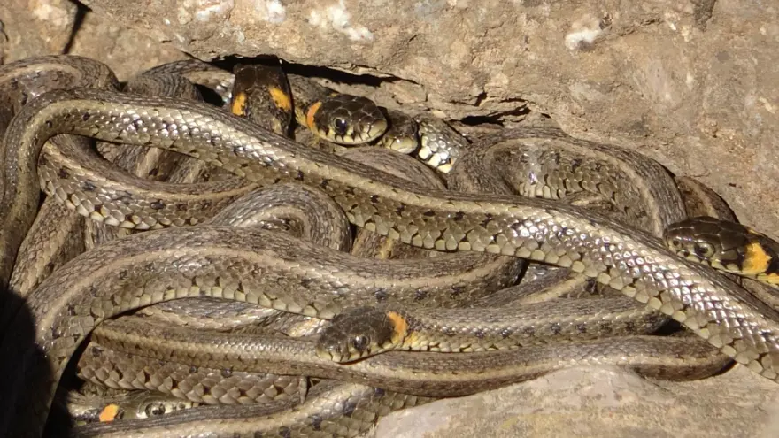 Yüksekova'da sürü halindeki yılanlar Brezilya'nın 'Yılan Adası'nı andırıyor 2