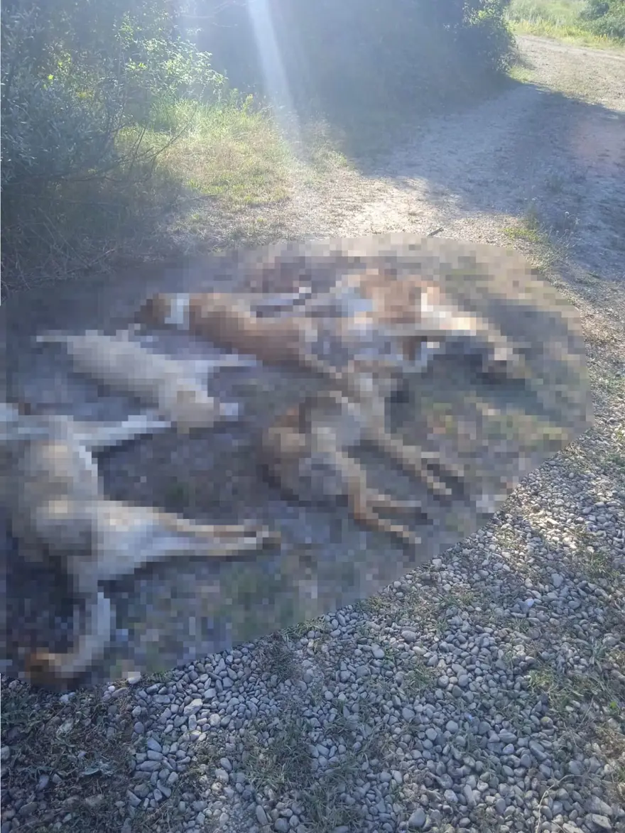 Bolu'da 6 köpek zehirlenerek ölmüş halde bulundu 2