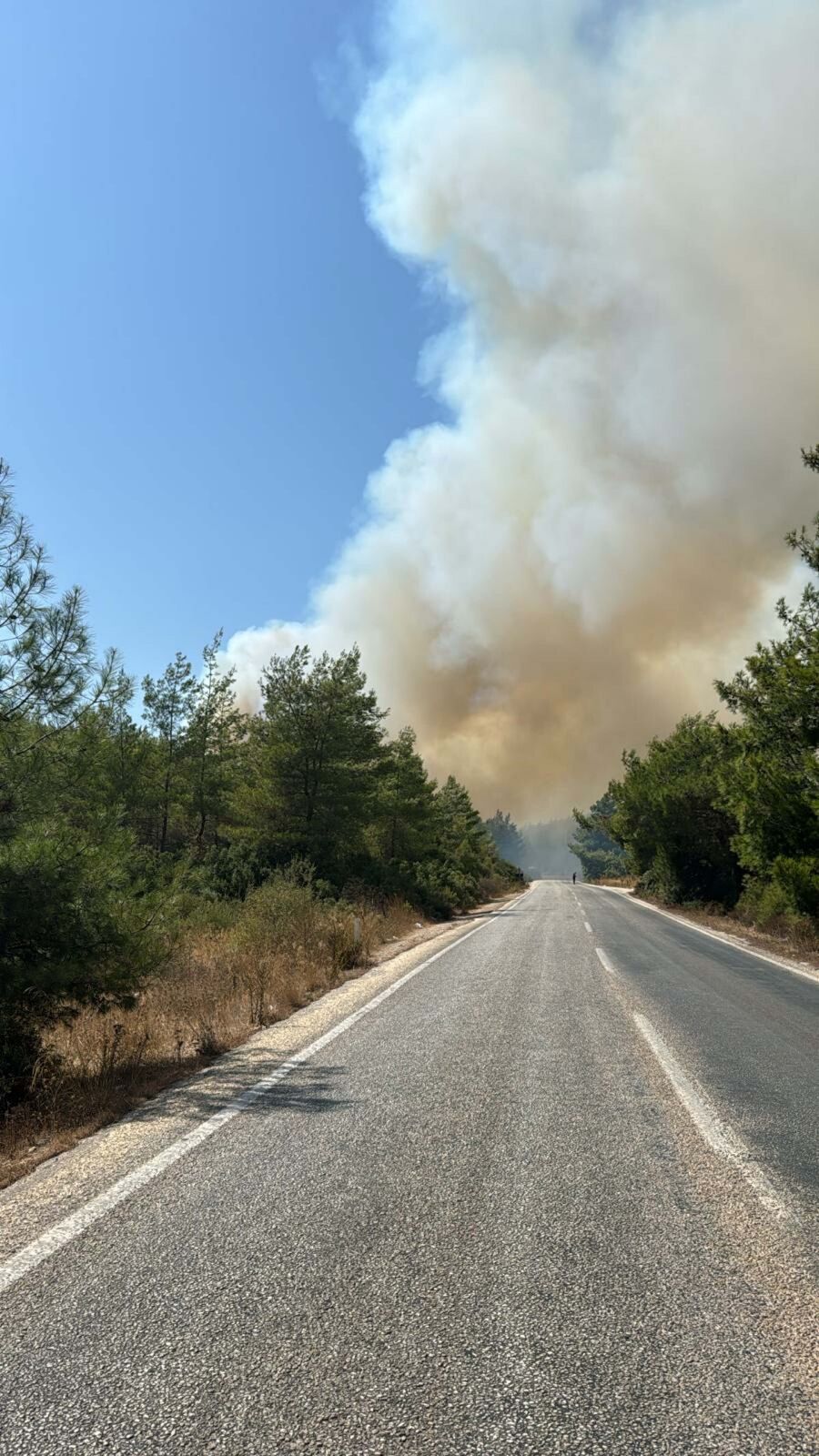Muğla Bodrum'da orman yangını: Kontrol altına alındı