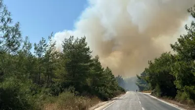 Muğla Bodrum'da orman yangını: Kontrol altına alındı