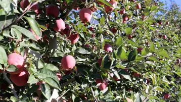 Üretici bu yıl zor sezon geçirdi: Rekolte beklentisi yüzde 40 azaldı