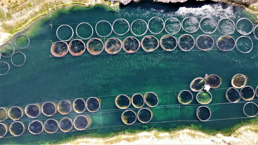 Elazığ'dan dünyaya Türk Somonu 