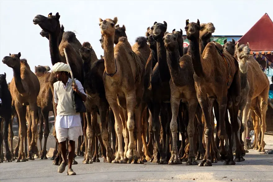 Hindistan'da Pushkar Deve Fuarı 12