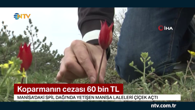 Koparmanın cezası 60 bin TL