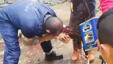 Buzağıyı suni teneffüs yaparak kurtardı