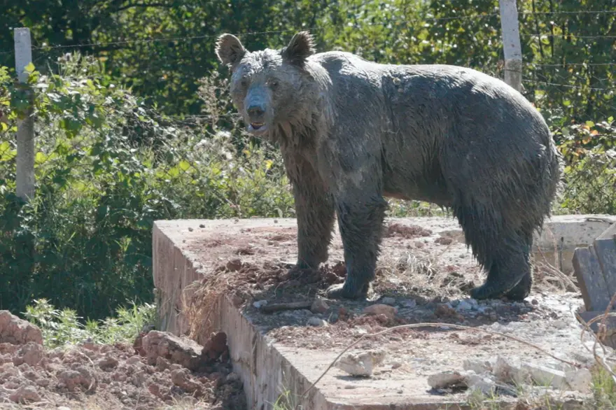 Bolu’da kuyuya düşen ayı 13 saat sonra kurtuldu 8