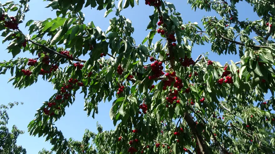 Çay bardağına bile sığmıyor: Hasadı başladı 4