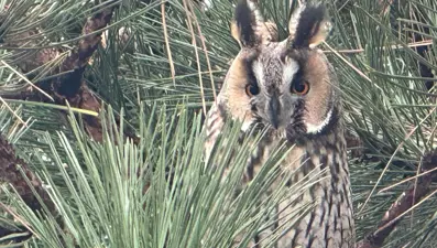 Kulaklı orman baykuşu, lise bahçesini mesken tuttu