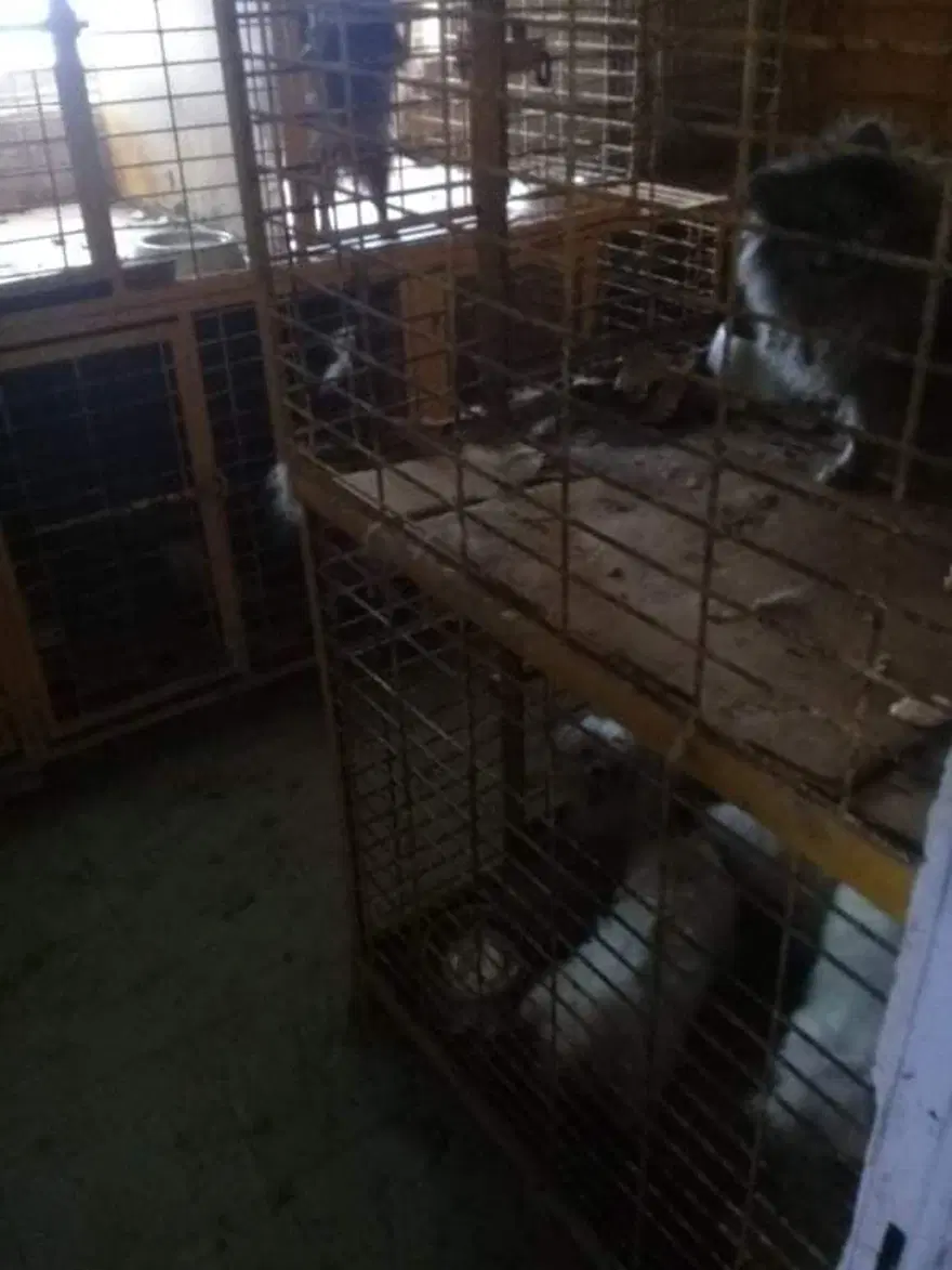 Uygunsuz koşullarda köpek besleyen veterinere 34 bin lira ceza 1