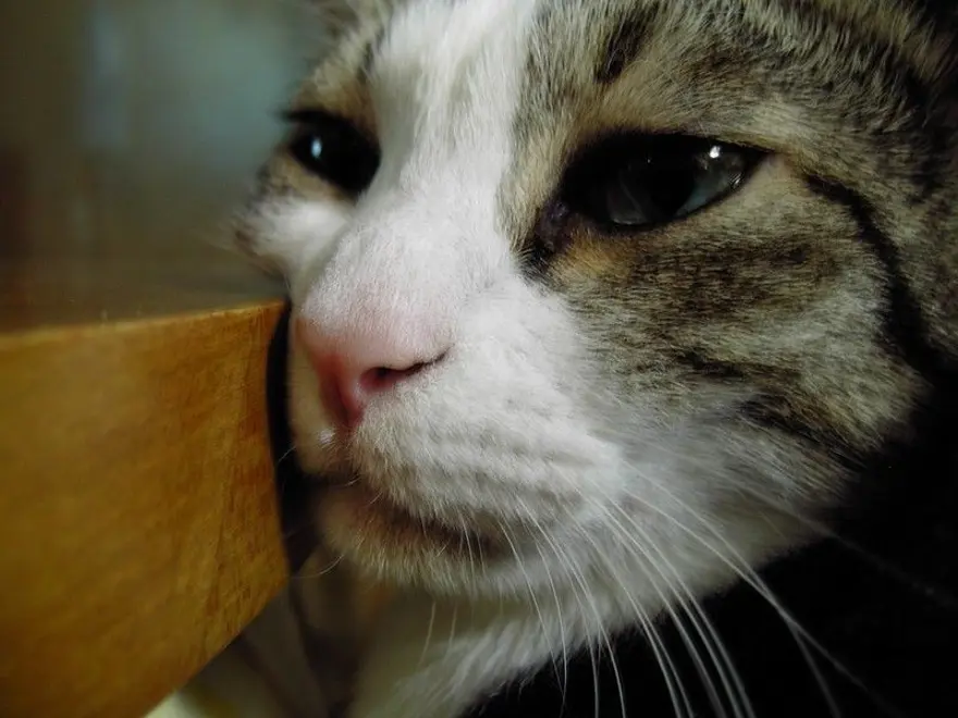 İnternetin yeni fenomenleri 121