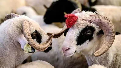 Yeni yılda Kurban Bayramı ne zaman? (2024 Kurban Bayramı ve dini günler takvimi)