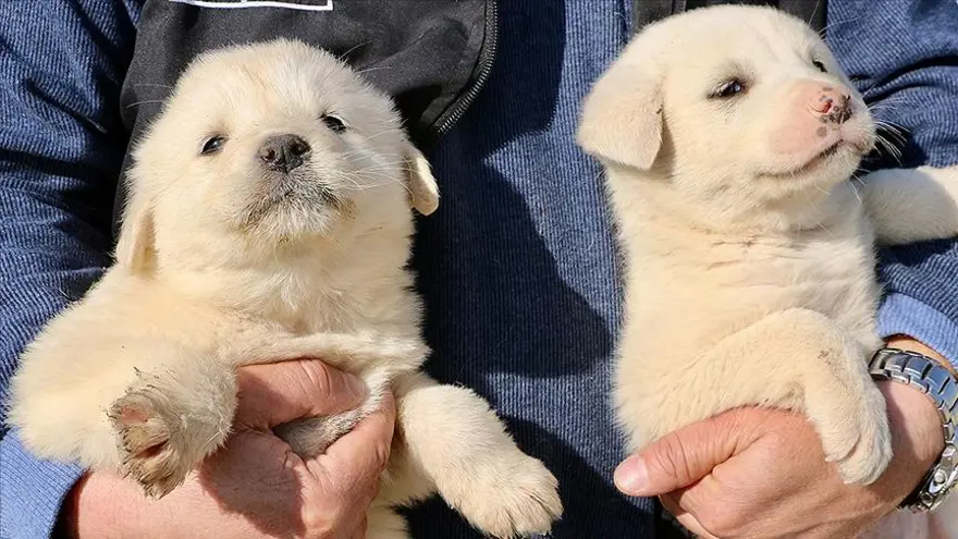 8. SORU: Hayvanın pasaportu kaybolur ya da çalınırsa ne yapılacak? 7 8. SORU: Hayvanın pasaportu kaybolur ya da çalınırsa ne yapılacak? 7