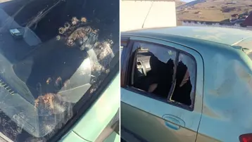 Gümüşhane'de ayı otomobile saldırısı