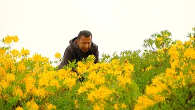 ''Sarı komar'' adıyla da biliniyor: Zigana Dağı'nı altın gibi süsledi