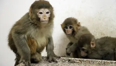 Ağrı'da yakalanan yavru maymunlar hayvanat bahçesine gönderildi