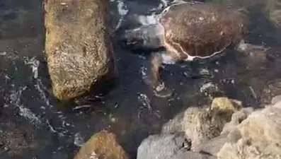 Deniz kaplumbağası ölüsü sahile vurdu