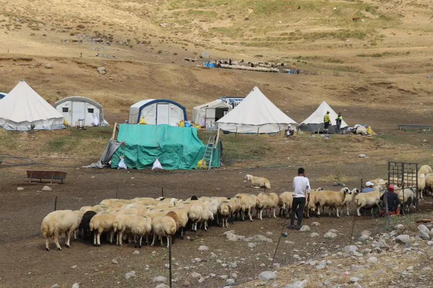 Tescilli Erzincan tulum peynirinin yayladan sofraya yolculuğu 1