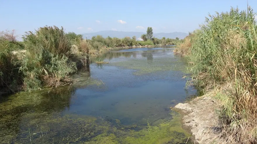 Büyük Menderes'in eski yatağındaki balık ölümlerinin nedeni fazla tuz çıktı Büyük Menderes'in eski yatağındaki balık ölümlerinin nedeni fazla tuz çıktı