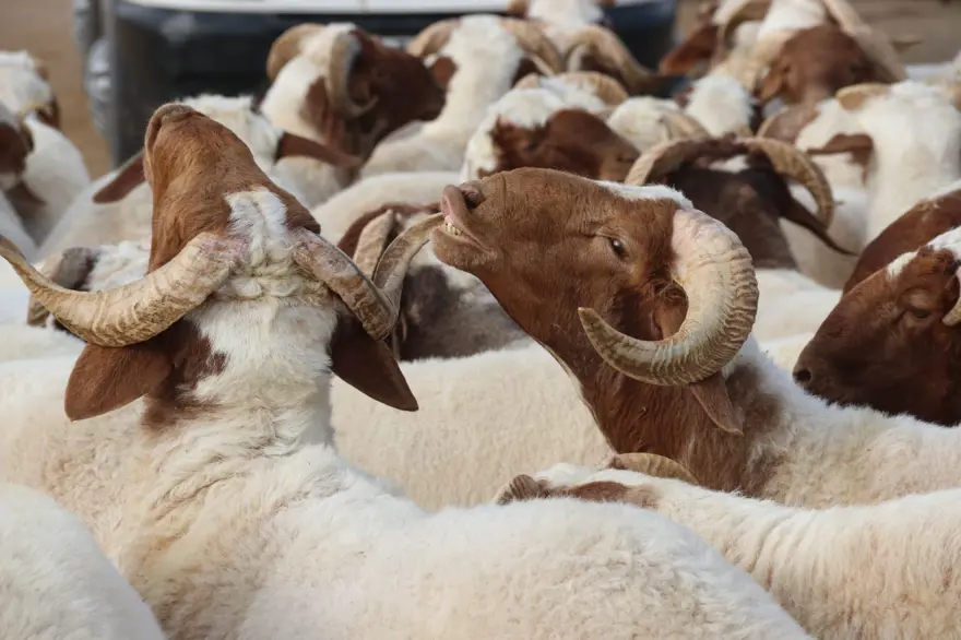 Kurban keserken dikkat! Cezalar el yakıyor 