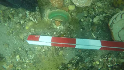 Parion Antik Kenti'nde Osmanlı tersanesi izlerine rastlandı: ''Heyecan verici bir keşif''