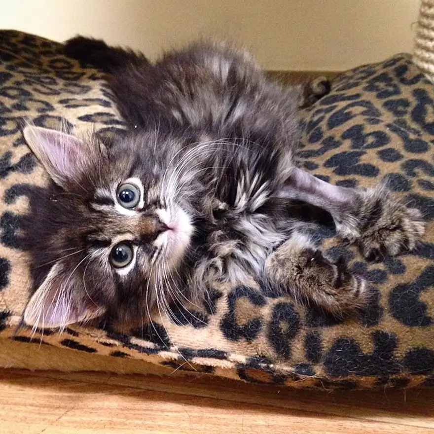 Hayatını kedileri kurtarmaya adadı 64