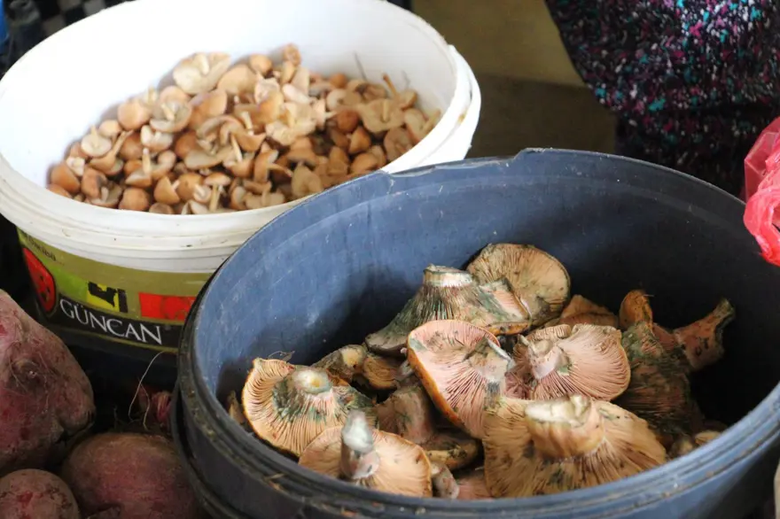 Ormandan kova kova topladı, pazarda satıyor: Talep çok, kilosu 400 lira 2