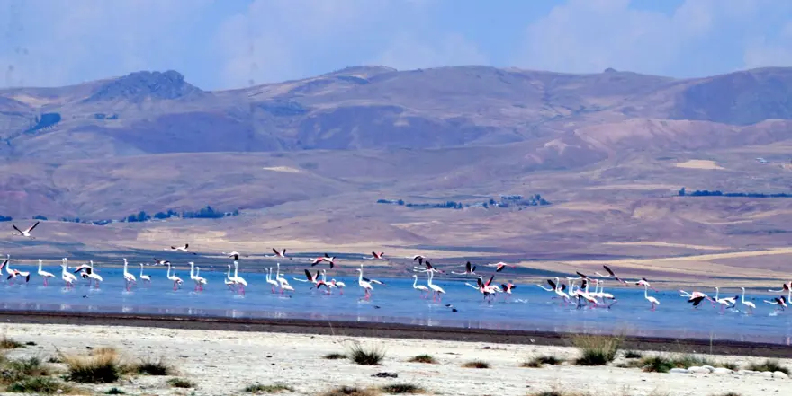 Erçek Gölü'nde flamingo bereketi 3