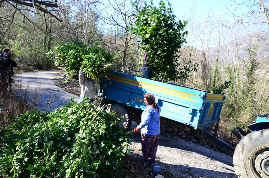"BU YIL 300 TON REKOLTE KIRILDI" 2