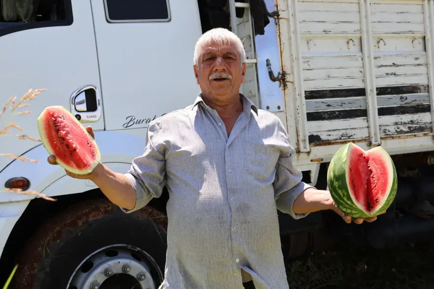 Tarlada kilosu 1-2 lira: Ürün fazla, hasat devam ediyor 1