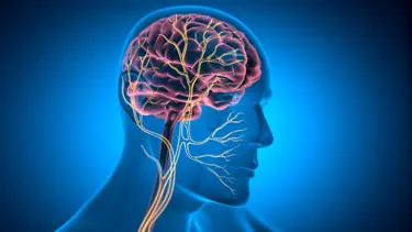 Vagus siniri ve psikoloji: Zihin ile beden arasında köprü